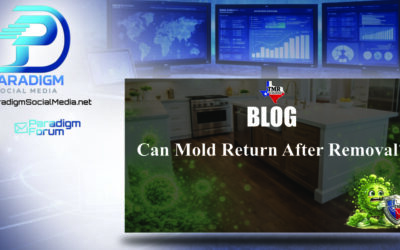 Can Mold Return After Removal?